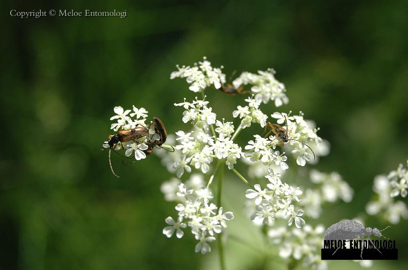 Alosterna_tabacicolor.JPG - Smalbock, Alosterna tabacicolor, Hagaparken, Stockholm, 2007