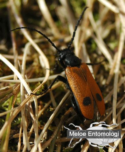 ApalusBimaculatus.gif - Bibagge, Apalus bimaculatus, Grindstugan, Uppsala, Mars 2008