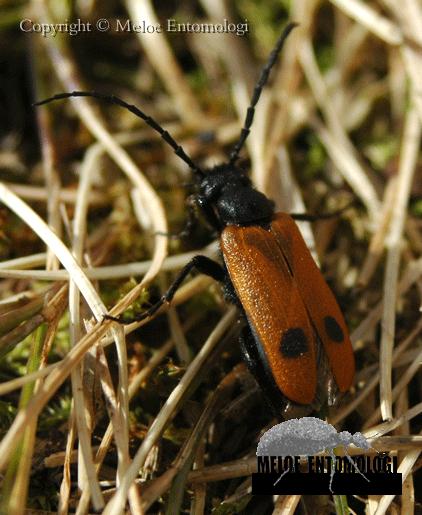 Apalus_bimaculatus.gif - Bibagge, Apalus bimaculatus, Grindstugan, Uppsala, Mars 2008