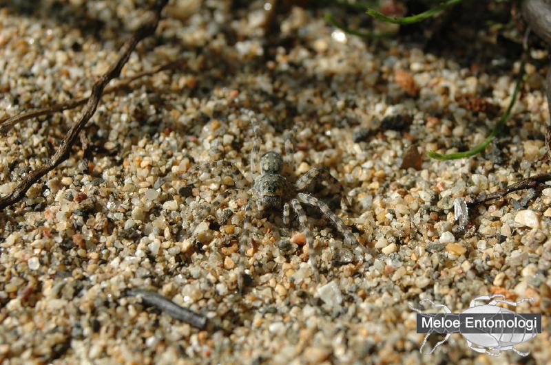 ArctosaCinerea.JPG - Större sandspindel, Arctosa cinerea, rastplatsen vid Prästberget, Ragunda kommun, Jämtland, 2007