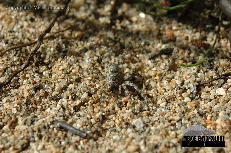 Arctosa_cinerea.JPG - Större sandspindel, Arctosa cinerea, rastplatsen vid Prästberget, Ragunda kommun, Jämtland, 2007