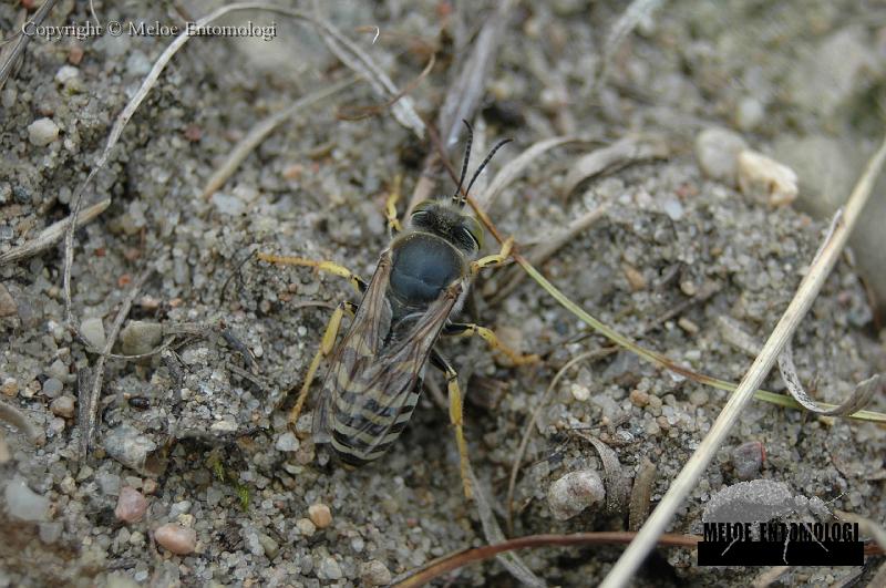 Bembix_rostrata.JPG - Läppstekel, Bembix rostrata, Ravlunda Skjutfält, Juli 2007