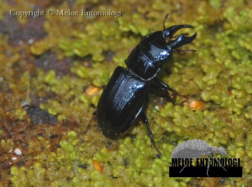 Ceruchus_chrysomelinus.jpg - Svartoxe, Ceruchus chrysomelinus, på granlåga, Färnebofjärdens Nationalpark, 2009