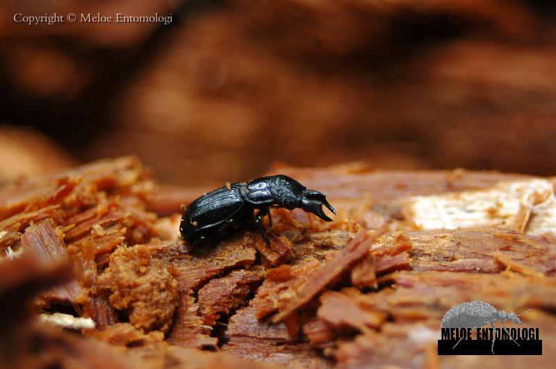 Ceruchus_chrysomelinus2.jpg - Svartoxe, Ceruchus chrysomelinus, i granlåga, Färnebofjärdens Nationalpark, 2010