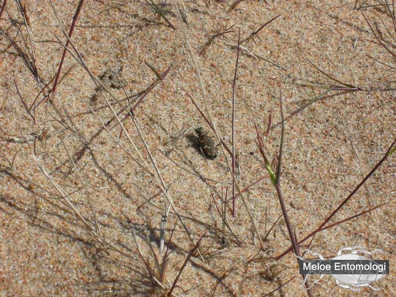 CicindelaMaritima.jpg - Strandsandjägare, Cicindela maritima, Stor-sandgrynnan/Skvalpen, Luleå skärgård 2006 (Foto: David Isaksson, Baggbolaget)
