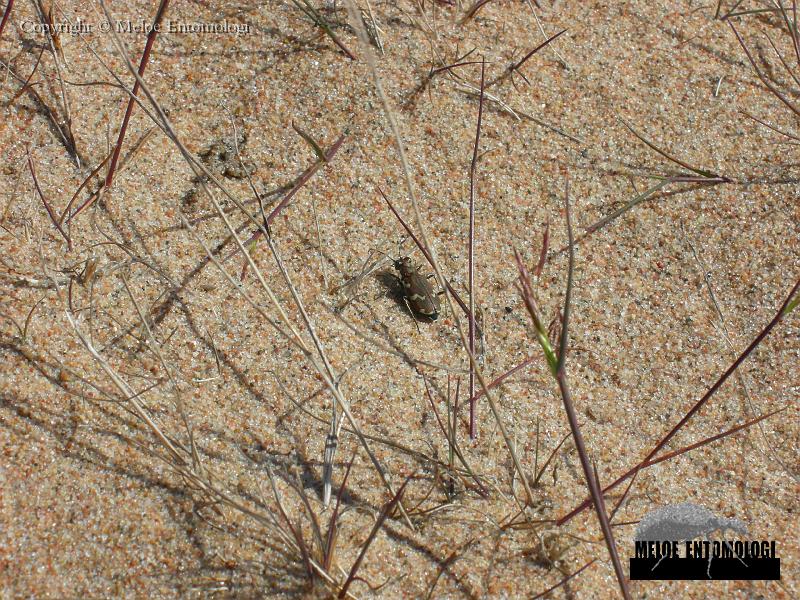 Cicindela_maritima.jpg - Strandsandjägare, Cicindela maritima, Stor-sandgrynnan/Skvalpen, Luleå skärgård 2006 (Foto: David Isaksson, Baggbolaget)