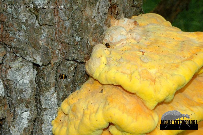 Diaperis_boleti.JPG - Brokig Svartbagge, Diaperis Boleti, på Svavelticka, Laetiporus sulphureus, Björkön (Båtfors), Juni 2008 

