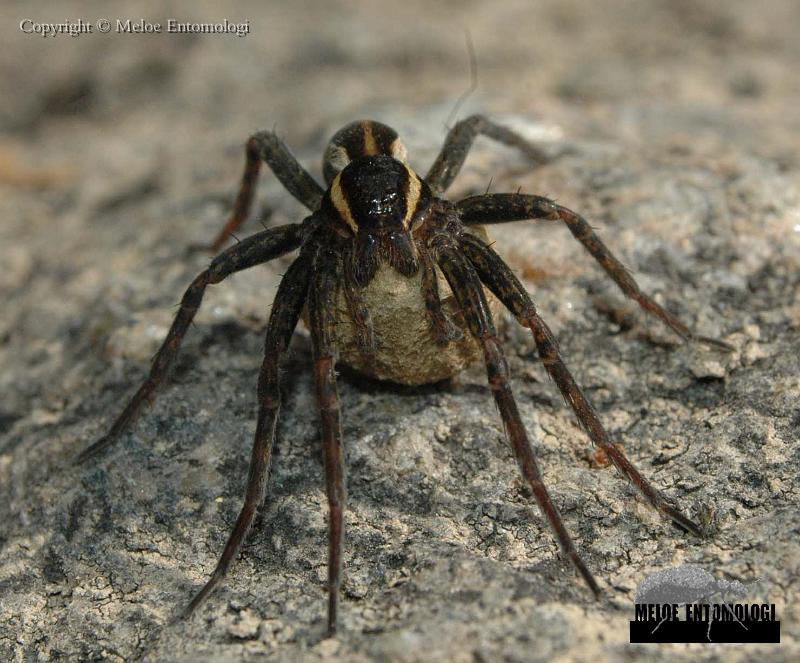 Dolomedes_plantarius.JPG - Större kärrspindel, Dolomedes plantarius, hona med äggsäck, Färnebofjärdens Nationalpark, Juli 2008. 

