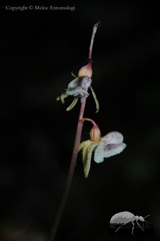Epipogium_aphyllum.jpg - Skogsfru, Epipogium aphyllum, Lill-gravberget, Västernorrland, 2010