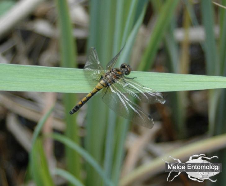 LeucorrhinaPectoralis.jpg - Citronfläckad kärrtrollslända, Leucorrhina pectoralis, från sjön Orlången, Balingsta, Stockholms län, 2007