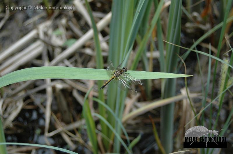 Leucorrhinia_pectoralis.JPG - Citronfläckad kärrtrollslända, Leucorrhina pectoralis, från sjön Orlången, Balingsta, Stockholms län, 2007