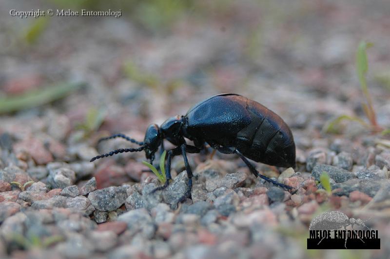 Meloe_violaceus.jpg - Meloe Entomologis logotyp ute på promenad! Violett majbagge, Meloe violaceus, Rexbo, Bjursås, maj 2009.