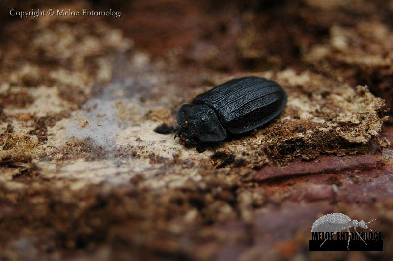 Peltis_grossa.jpg - Större flatbagge, Peltis grossa, under granbark på högstubbe, Torrön, Färnebofjärdens Nationalpark, 2010