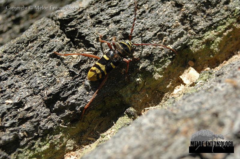 Plagionotus_detritus.JPG - Bredbandad ekbarkbock, Plagionotus detritus, Hagaparken, Stockholm 2007