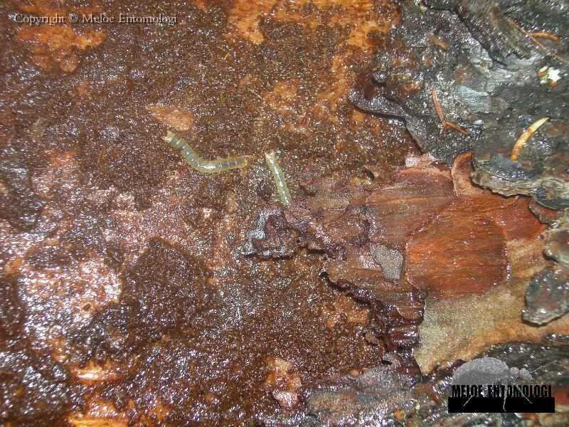 Pytho_larv.jpg - Larver av Stor barkplattbagge, Pytho kolwensis, Blåkölens naturreservat, 2006 (Foto: David Isaksson, Baggbolaget)