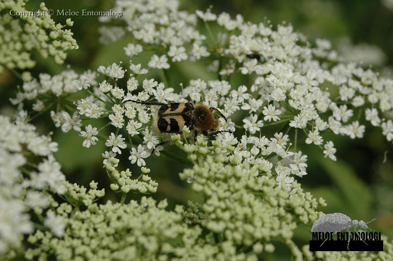 Trichius_fasciatus.JPG - Humlebagge, Trichius fasciatus, Björkön, Båtfors, 2007