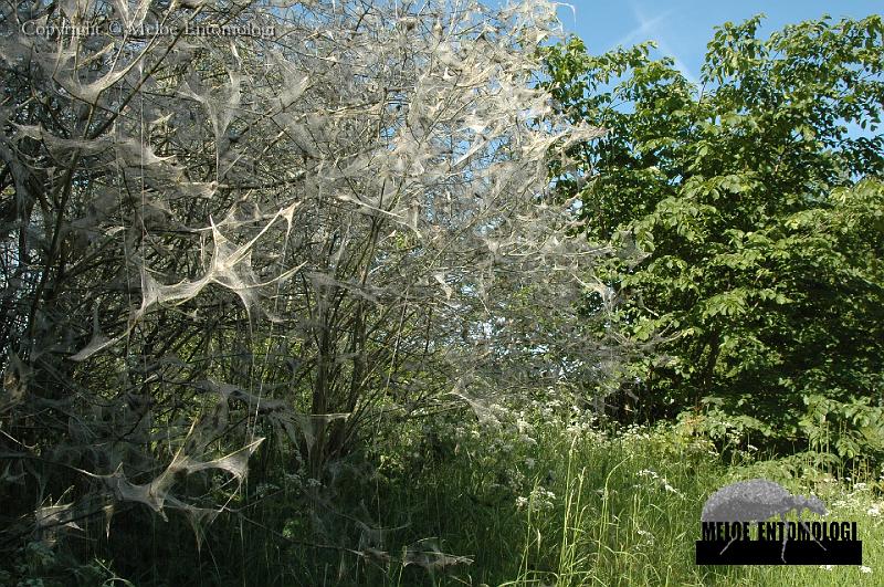 Yponomeuta_evonymella.JPG - Häggbuskage angripet av Häggspinnmal, Yponomeuta evonymella, Stockholm, Hagaparken, 2007