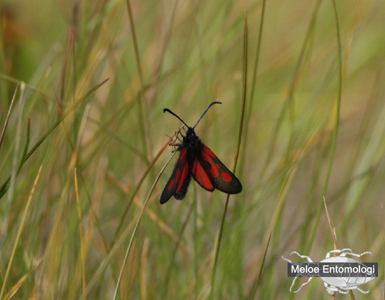 ZygaenaViciae.jpg - Liten bastardsvärmare, Zygaena viciae, rastplatsen vid Prästberget, Ragunda kommun, Jämtland, 2007