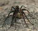 Dolomedes_plantarius