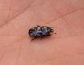 HololeptaPlana