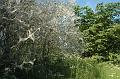 YponomeutaEvonymella