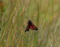 Zygaena_viciae