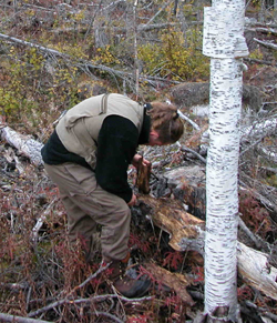 Undersökning av björk med Upis ceramboides, Älgesjön, Hälsingland, 2003 Undersökning av björk med Upis ceramboides, Älgesjön, Hälsingland, 2003
