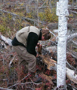 Underskning av bjrk med Upis ceramboides, lgesjn, Hlsingland, 2003