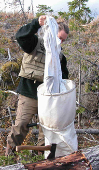 Sållning av asp, norra Hälsingland, 2003 Sållning av asp, norra Hälsingland, 2003