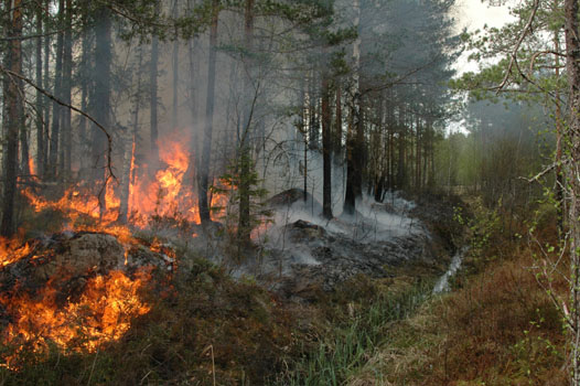 Testbrnning 2011, Ramsellskogen, norr om Falun