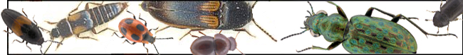 Skalbaggar frn vnster: Drapetes mordelloides, Tachinus subterraneus, Endomychus coccineus, Ampedus tristis, Agathidium pisanum, Elaphrus lapponicus samt Trypophloeus bispinulus